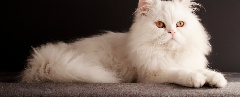 kotek perski biały kot