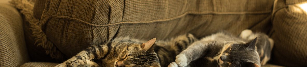 Koty leżą na kanapie
