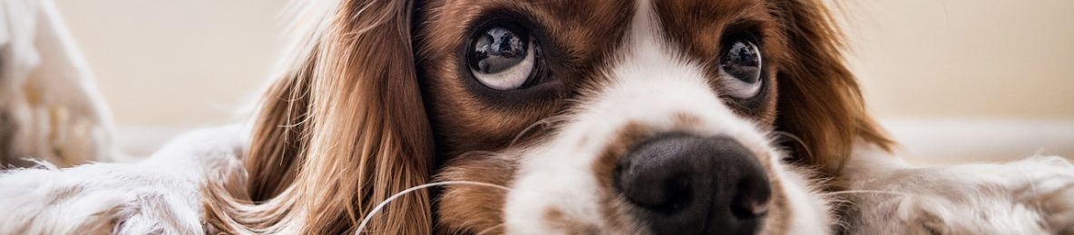 cavalier czy pies ma tasiemca