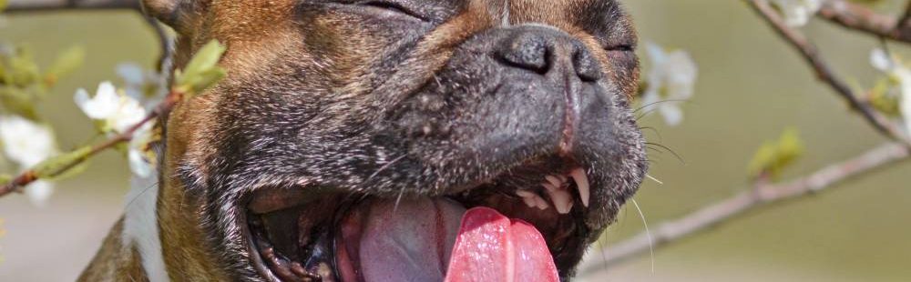 alergia u psa co musisz wiedzieć