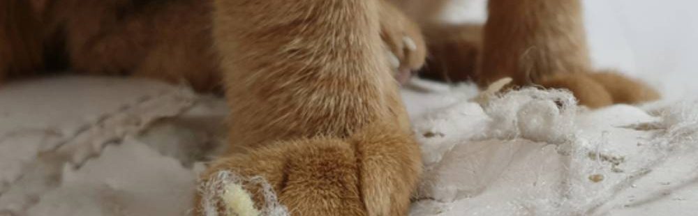 jak oduczyć kota drapania mebli