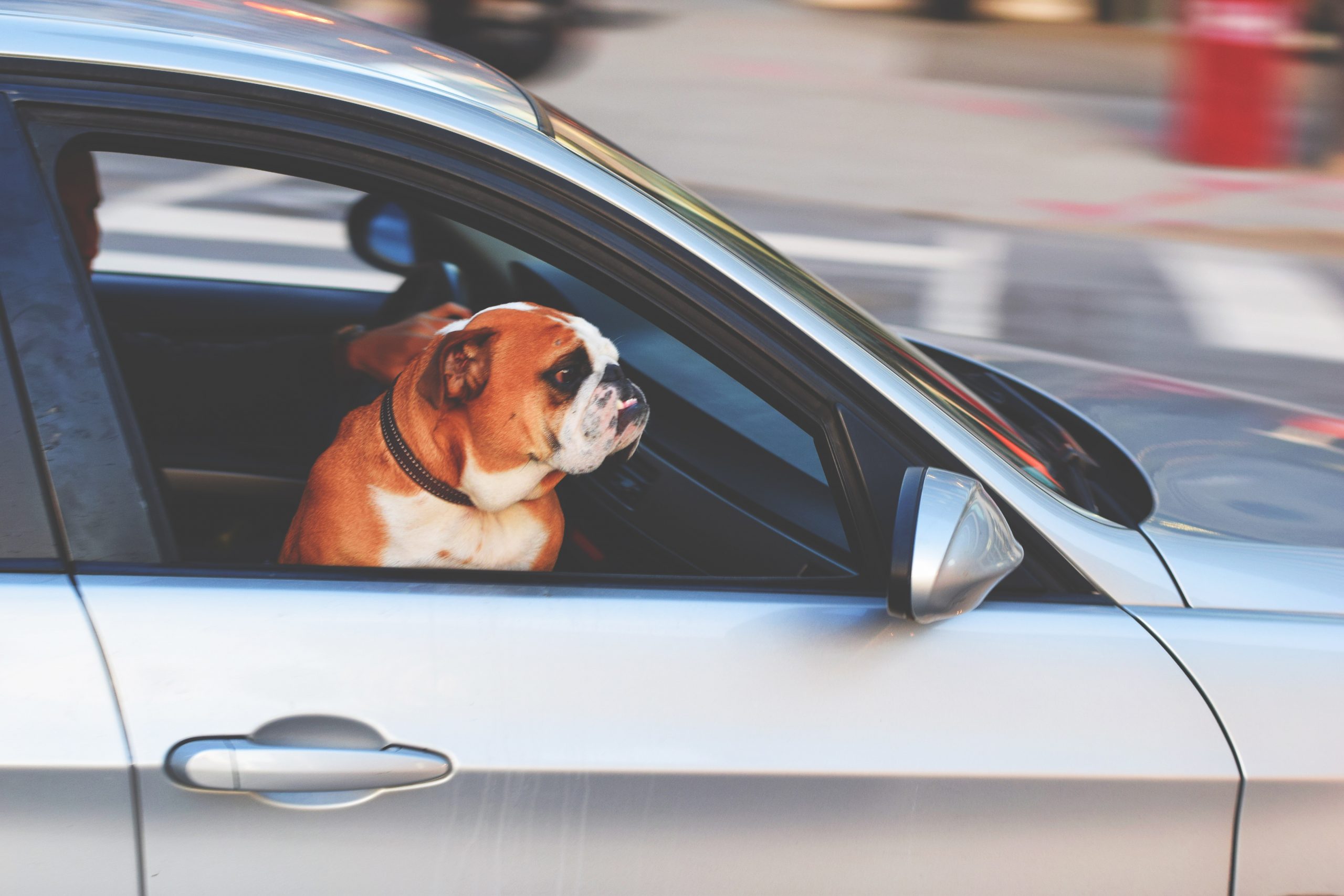 Czy pies w samochodzie musi być zapięty w pasy? blog