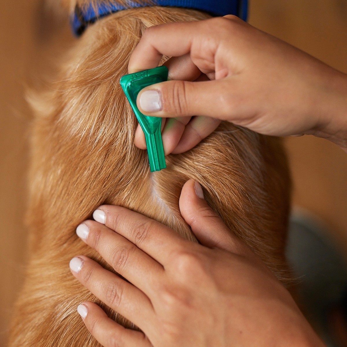 Frontline Combo Spot-on krople na pchły i kleszcze M (10-20kg) 3szt.