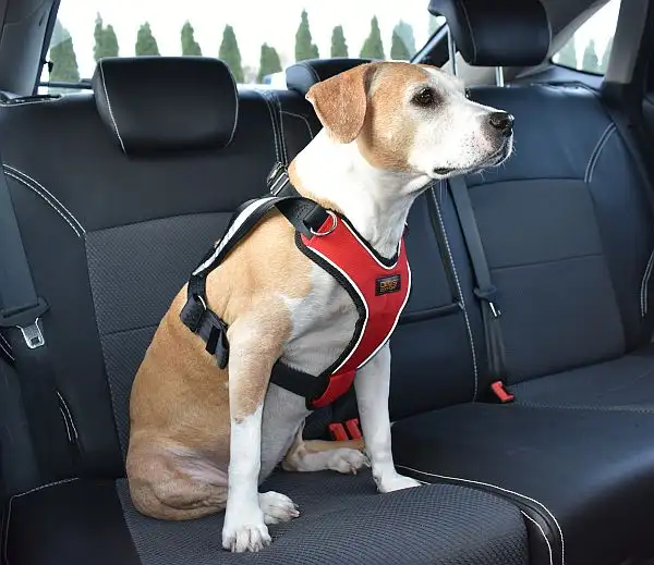 Dogs Comfort Szelki samochodowe Safety Dog [rozmiar L]