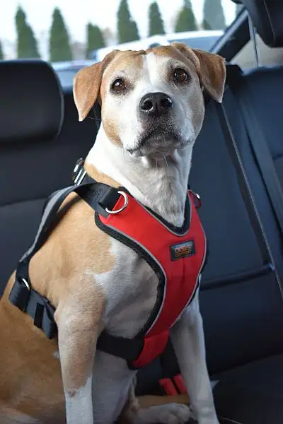 Dogs Comfort Szelki samochodowe Safety Dog [rozmiar XL]