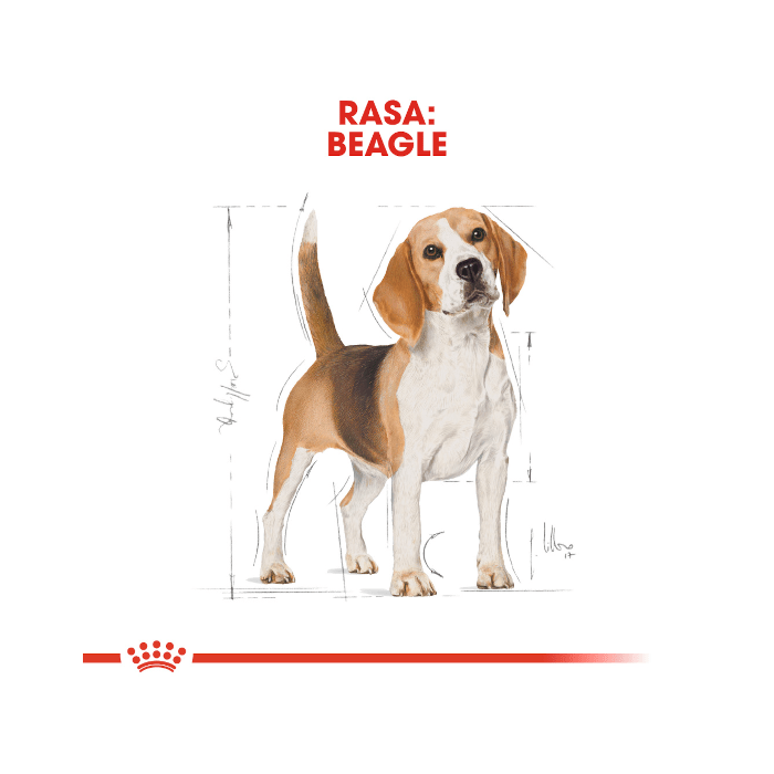 Royal Canin Adult Beagle