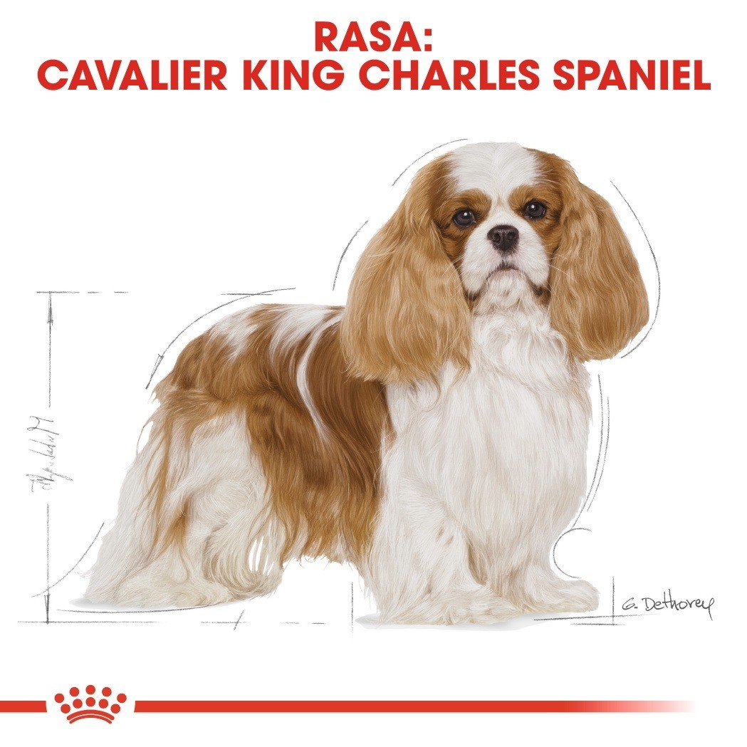Royal Canin Adult Cavalier King Charles