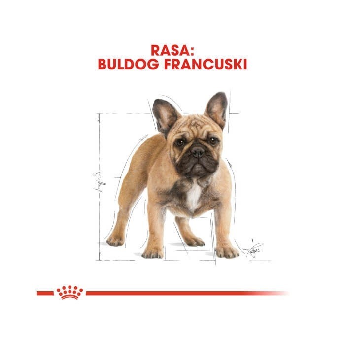 Royal Canin Adult French Bulldog karma sucha dla psów dorosłych rasy buldog francuski