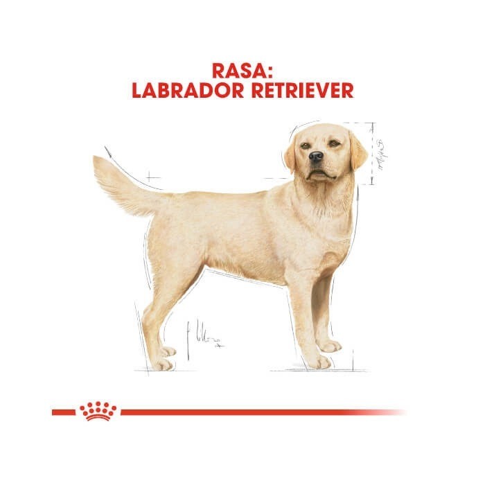 Royal Canin Adult Labrador Retriever 