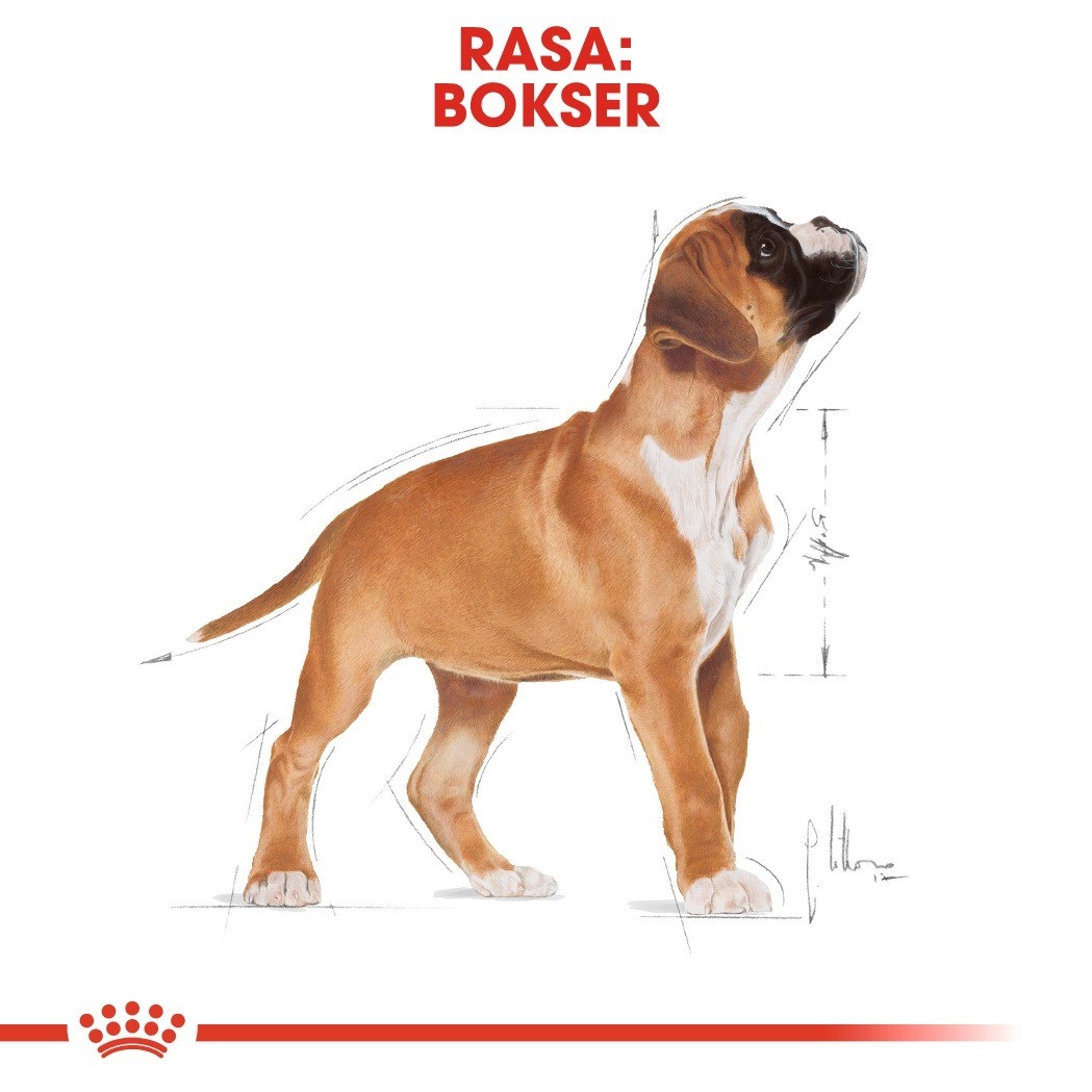 Royal Canin Puppy Boxer