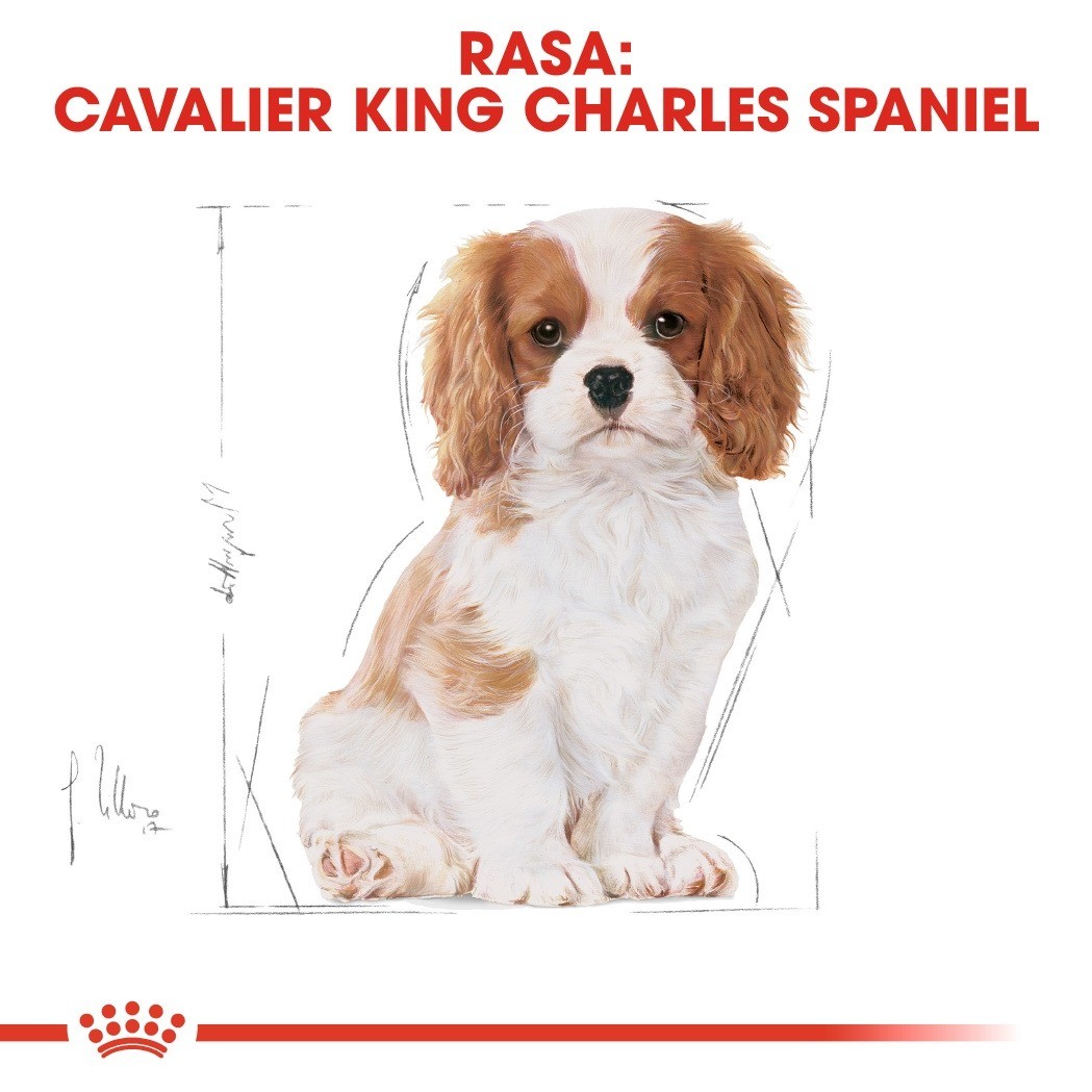 Royal Canin Puppy Cavalier King Charles