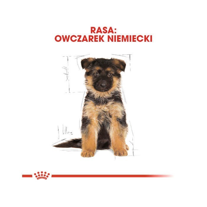 Royal Canin German Shepherd Puppy karma sucha dla szczeniąt do 15 miesiąca, rasy owczarek niemiecki