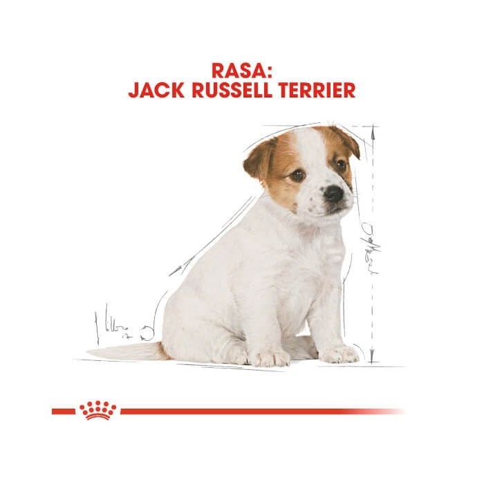 Royal Canin Puppy Jack Russell Terrier 