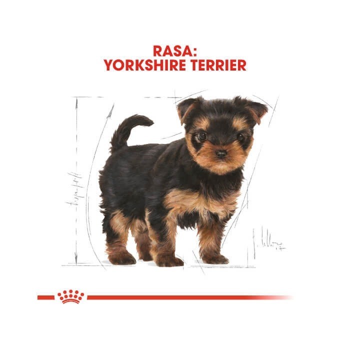 Royal Canin Puppy Yorkshire Terrier 