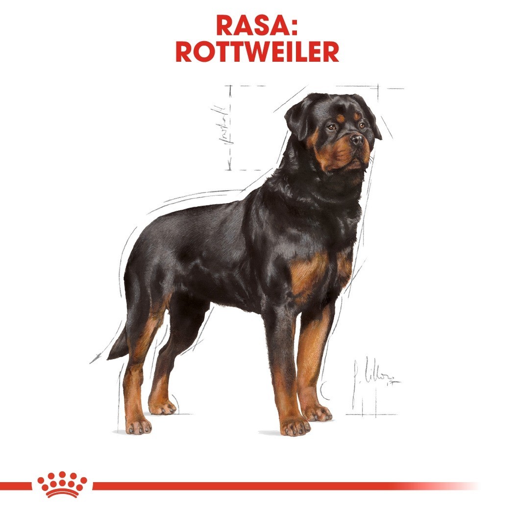 Royal Canin Adult Rottweiler