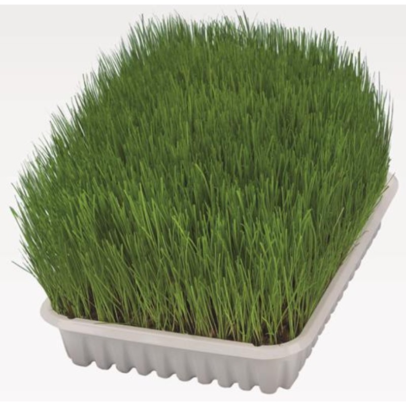 Trixie Trawa dla kociąt w pojemniku do uprawy 100g