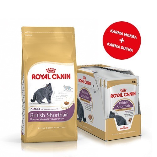 Karmy suche dla kota - ROYAL CANIN British Shorthair karma sucha dla kotów dorosłych rasy brytyjski krótkowłosy 34 2kg + 12szt. saszetek