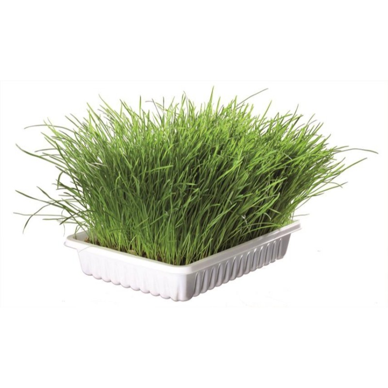 Przysmaki dla kota - Trixie Trawa dla kociąt w pojemniku do uprawy 100g