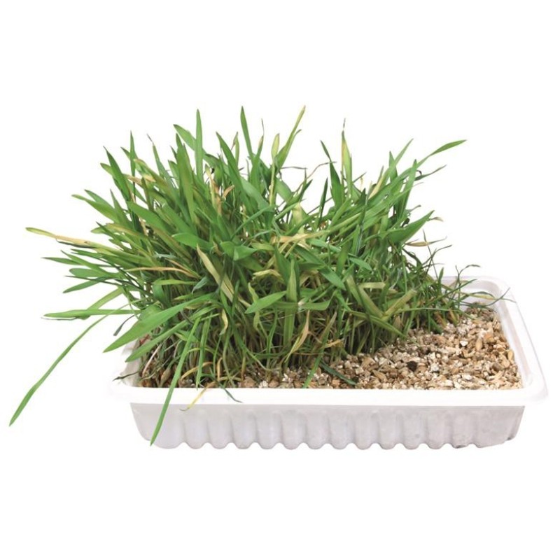 Przysmaki dla kota - Trixie Trawa dla kota w pojemniku do uprawy 100g