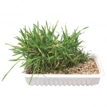 Trixie Trawa dla kota w pojemniku do uprawy 100g