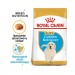 Karmy suche dla psa - Royal Canin Golden Retriever Puppy karma sucha dla szczeniaków rasy golden retriever, do 15 miesiąca
